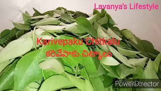 How To Store Curry Leaves For Long Time - కరివేపాకు నెల రోజులు ఉండాలా?- ఈ టిప్స్ ఏంటో చూసేయండి Tips