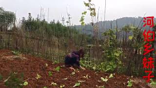 以鸡偷食为荣，真不知道你是哪个国家的子孙