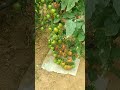 محصول الطماطم في الصوب الزراعية الحديثة 🍅🌱