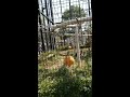 東山動物園 さる うるさい ヤンキー おっさん