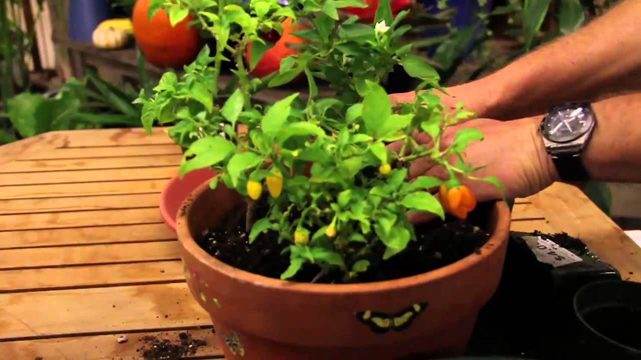 How To Grow Pepper Plants Inside - YouTube