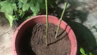 Growing Moringa from Stem cutting