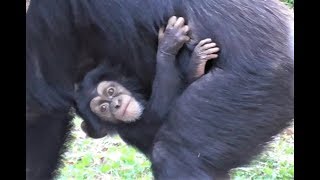 Baby Chimpanzee IBUKI 01 - 7 months old