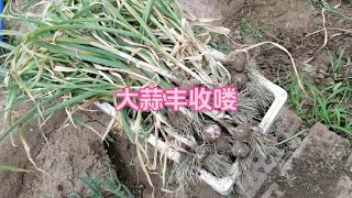 第一次种蒜头，结果很满意，大蒜丰收喽#我的小菜园 #我爱种菜