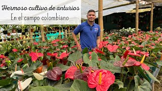 RÁPIDO recorrido por un HERMOSO CULTIVO DE ANTURIOS