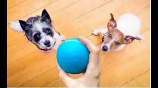 Wickedball - The Interactive Toy For Pets Bored At Home