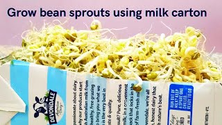 How to grow bean sprouts using milk carton at home| Easy method of growing mung bean sprouts