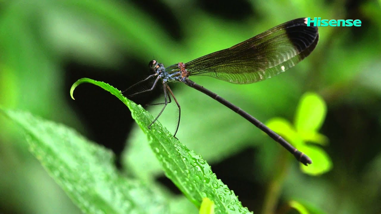 Hisense 2160p 3840x2160 Youtube