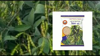 SEETA -95 तूर Rajureshwar Seeds Pvt Ltd.