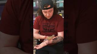 HOW TO TAME A LEOPARD GECKO!🦎 #shorts