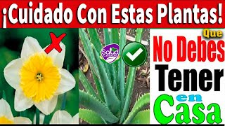 Cuidado! Nunca tengas ninguna de estas 7 Plantas dentro de tu hogar! Mira porque