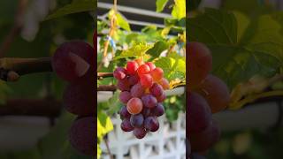 || VERAISON ATAU TAHAP PERUBAHAN WARNA PADA BUAH ANGGUR || 🍇🍇#anggur #musikrelaksasi #relaksasi