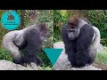 Haoko's V-taper body is beautiful 【Ueno Zoo】Gorilla