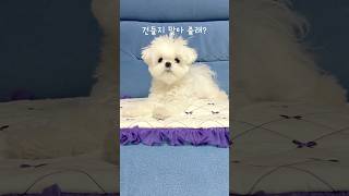 오늘은 삐진 설탕이 #말티즈 #귀여운강아지 #funnyshorts