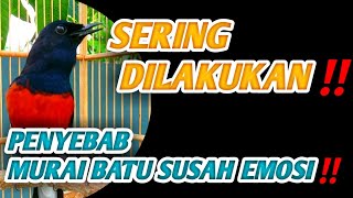 SERING DILAKUKAN‼️PENYEBAB MURAI BATU SUSAH EMOSI‼️