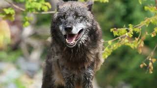 The Wild World of Timber Wolves