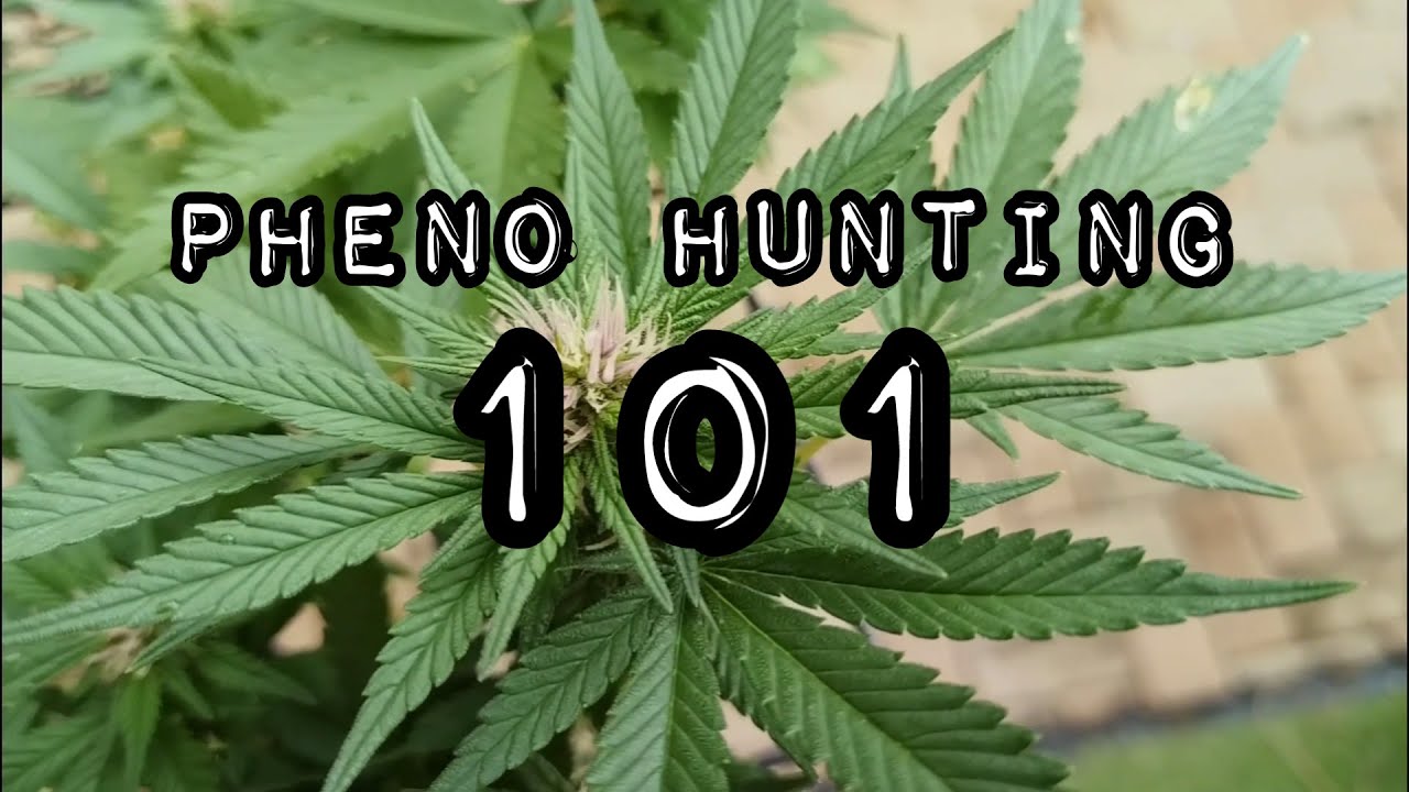Cannabis Pheno Hunting 101 Youtube