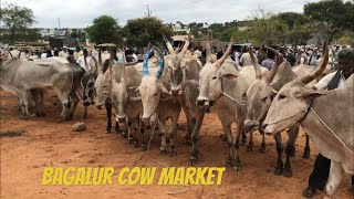 भारत गायों, बाजार, Hosur - Bagalur cattle fair, indian cows Mandi/Market