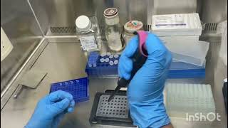 miRNA qPCR