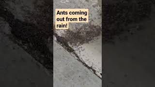 Ant swarm!