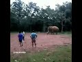 elephant football maniyan wayanad