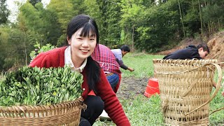 Qingming vegetables are wild vegetables in the countryside, but they are treasures in the city