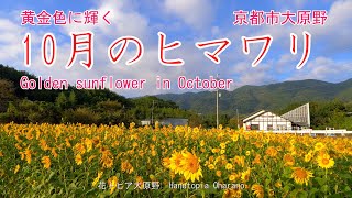 黄金色に輝く10月のヒマワリ 京都市大原野　2021  Golden sunflower in October  Oharano, Kyoto Japan