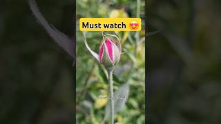 😍इससे ज्यादा खूबसूरत कुछ नहीं ।। Most beautiful video ever  #flower #flowers #rose