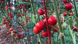 我家夏天我家菜园西红柿大丰收！Summer Tomato Harvest！