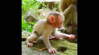 Congratulation ! baby Jovi! #monkey #puppy#monkey #Libbymonkey