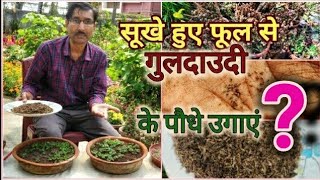 क्या बीज से गुलदाउदी के पौधे उगा सकते हैं ? Can we grow Chrysanthemum from Seeds?