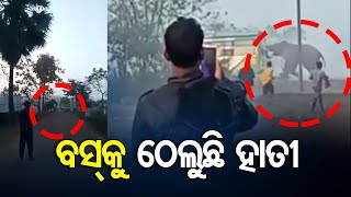 ବସ କୁ ଠେଲୁଛି ହାତୀ | Odisha Reporter