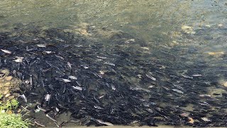 Thousands of Fish in the Nankan River in Taiwan! 台灣河成千上萬的魚！