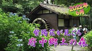 府中市郷土の森博物館のあじさいが見ごろになりました。2022年6月