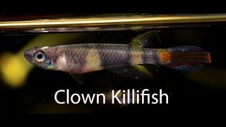 Rocket or Clown Killifish- Great for a Nano