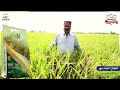 Hybrid Rice Seed Variety | HMC 202 | HMC 203 | FEEDBACK | best hybrid rice seeds in Pakistan | HMC