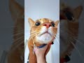 镜头下的小猫猫咪vlog 我叫哈酷咻 神奇动物在抖音 记录猫咪日常 小猫咪能有什么坏心眼