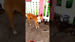 DOG --robo...Robotic Eyes face different కుక్క మొహం వెరైటీ కన్ను రోబో మాదిరి ఉంది #tamilnadu