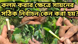 কলম করার ক্ষেত্রে সায়ন এর সঠিক নিবার্চন কেন করা হয়।Importance of a