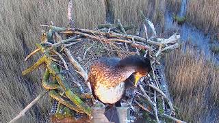 Cormorant  preening in setting sun.