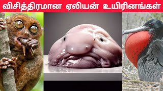 வினோதமான மற்றும் விசித்திரமான உயிரினங்கள்|Weird and unusual Creatures in Our World