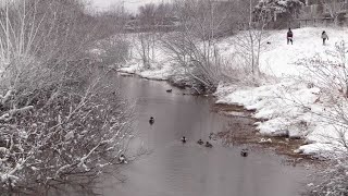 2021.01.29 真っ白になった【苫小牧川河川敷】とカモ