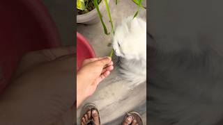 Shudh Shakahari Billo rani 🤣 | billo rani ne billi samaaj ki naak kata di #shorts #funny #minivlog