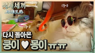 다시 만난 쿵이\u0026몽이! 반갑다냥~♥ㅣ#삼시세끼바다목장편 170804 EP.1 #03