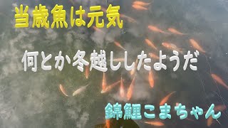 当歳魚はいたって元気　何とか冬越ししたみたいだ　錦鯉こまちゃん　24.2.15