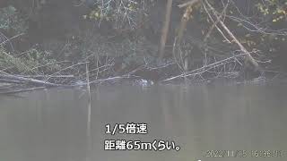 獲物自慢221115　森製パン射撃部　カモ猟　エアライフル　狩猟