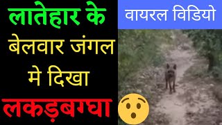 लातेहार : महुआडांड़ के बेलवार जंगल में दिखा लकड़बग्घा #latehar #lateharnews #hyena #mahuadanr