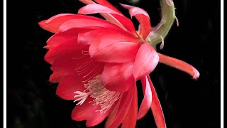 PROFESSOR H. IRWIN EPIPHYLLUM OR ORCHID CACTUS