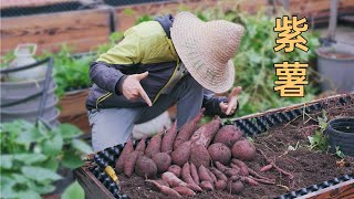 沉浸式挖紫薯、红薯种植经验分享，屋顶菜园秋收