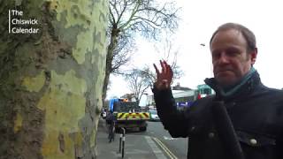 Paul Wood's Guide to London's Street Trees